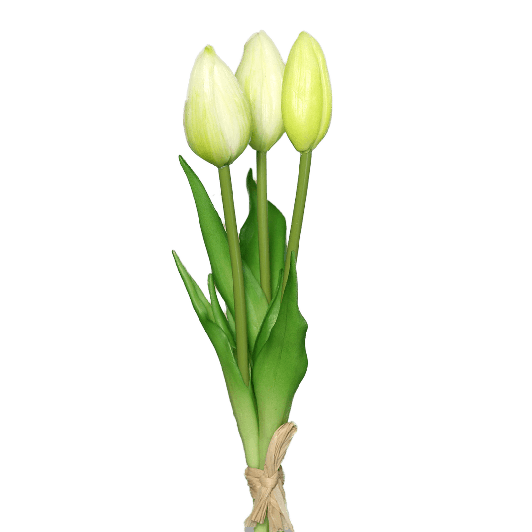 tulpen weiß