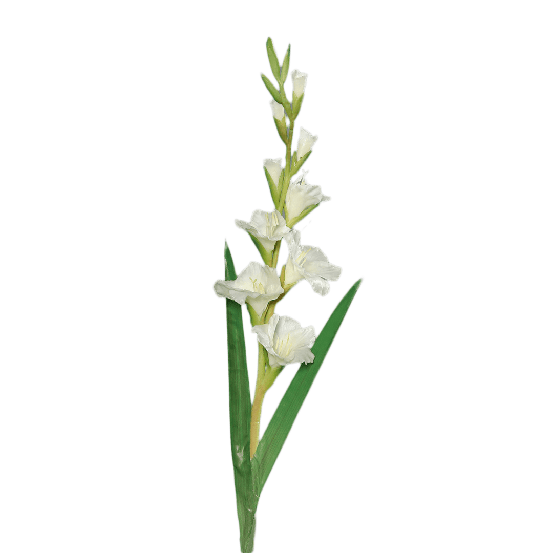 gladiole